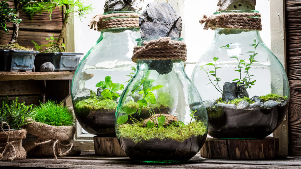 Many terrarium