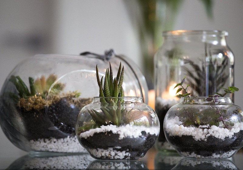 Terrarium Vessels