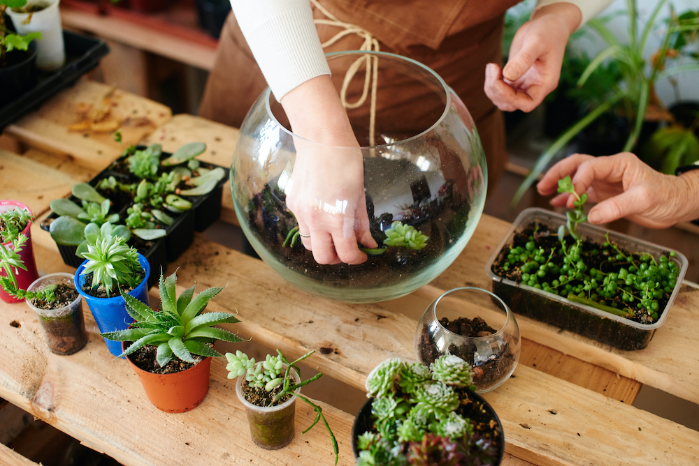 Building a terrarium